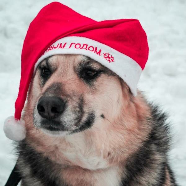 Новогодние Тв 2022