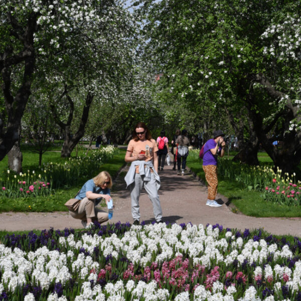 Фестиваль цветения в «Коломенском»