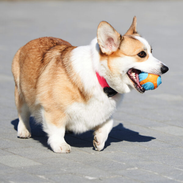 Фестиваль «Защити своего питомца» 