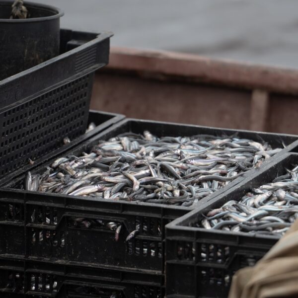 Рыбный фестиваль