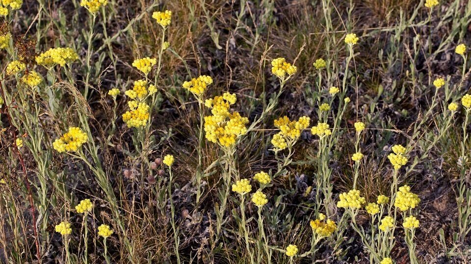Бессмертник песчаный