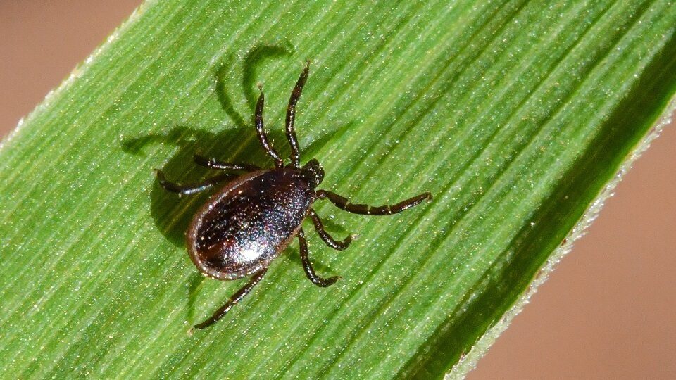 Клещевой боррелиоз