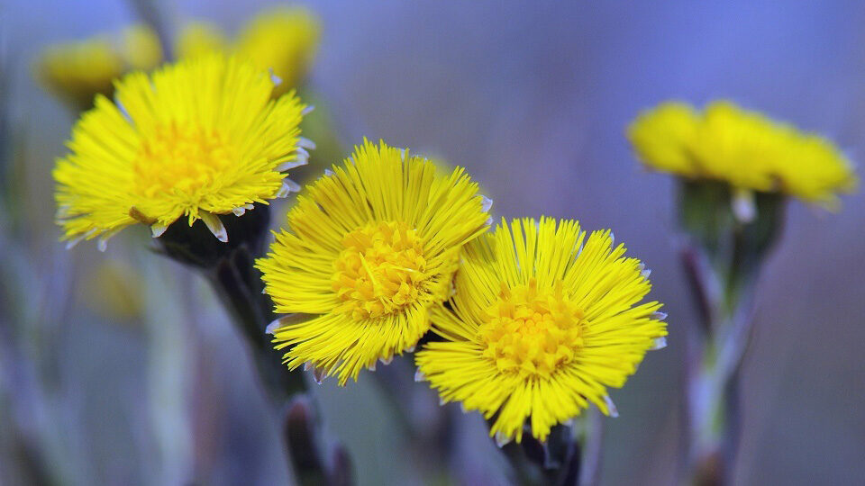 Мать-и-мачеха