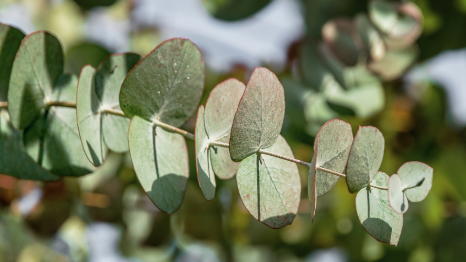 Листья эвкалипта