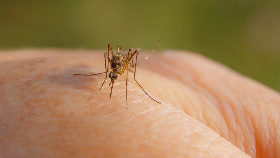 Укус комара
