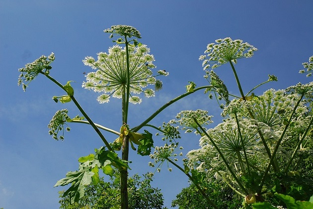 Борщевик – очень распространенное в средних широтах растение. Фото: Алексей Фокин