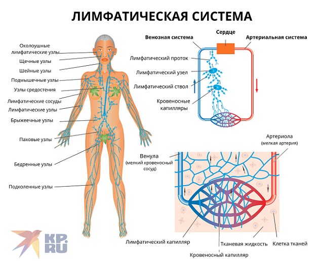 Лимфатические узлы на теле человека