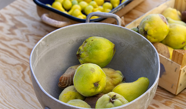 Айва: польза и вред для организма