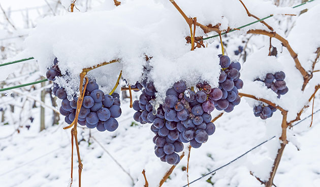 виноград под снегом