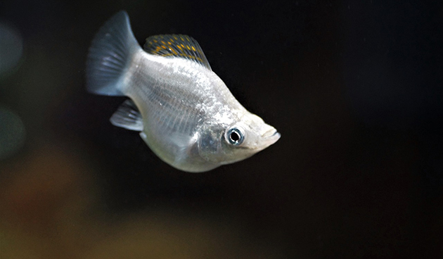 Рыбки моллинезии