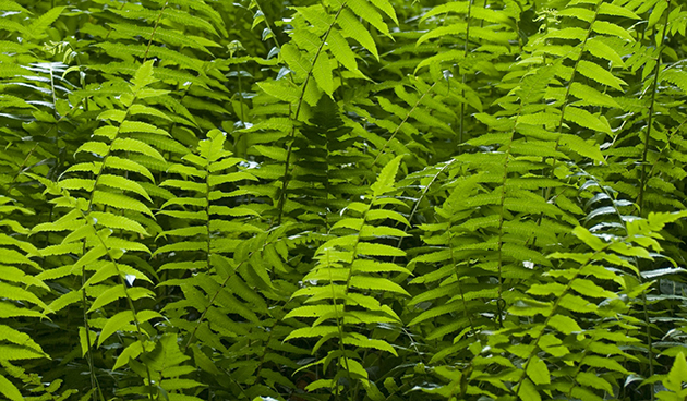 Нефролепис