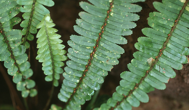 Нефролепис