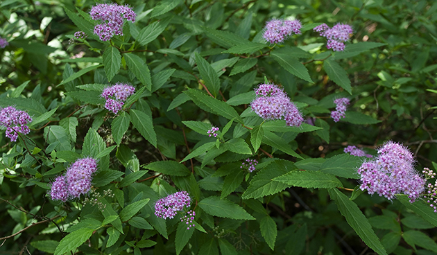 Спирея березолистная (Spiraea betulofolia)