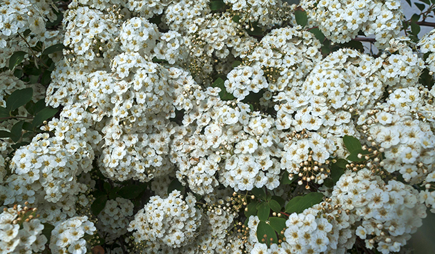 Спирея Вангутта (Spiraea х vanhouttei)