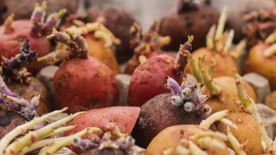 Когда сажать картошку в 2026 году по лунному календарю