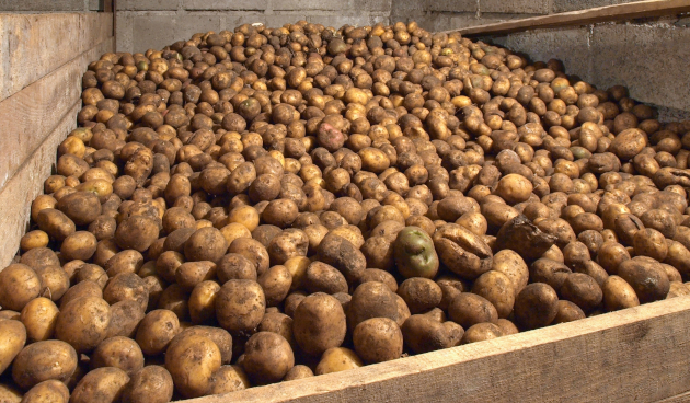 При какой влажности надо хранить картофель