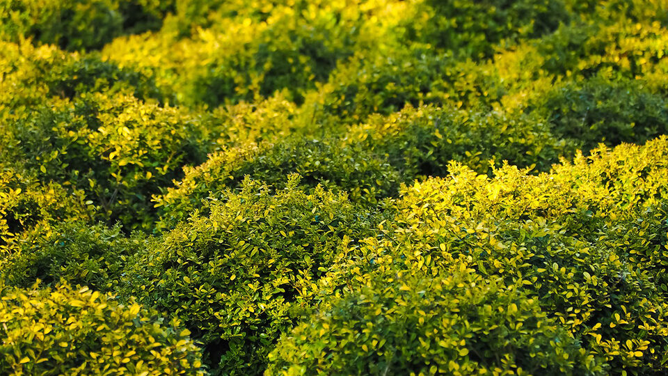 Boxwood