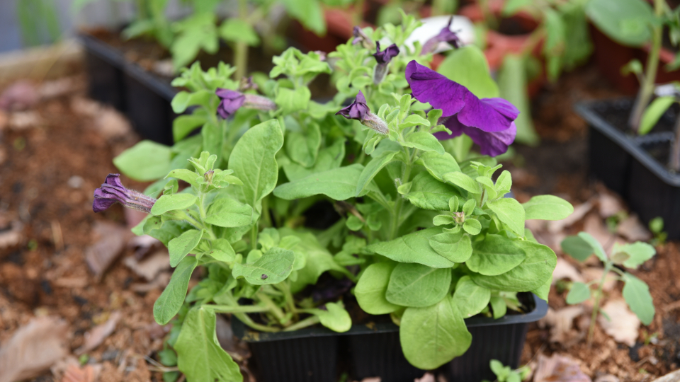 Когда сажать рассаду петунии в 2026 году по лунному календарю