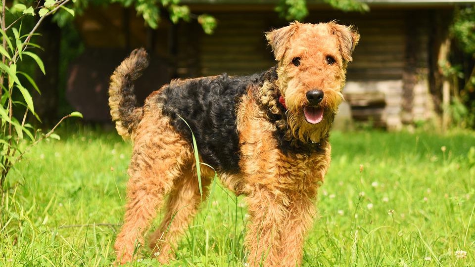 Внешний вид и особенности