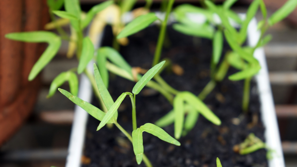 Почему не всходят семена и как заставить их прорасти быстро