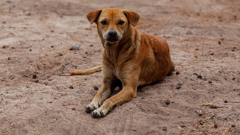 Всемирный день бездомных животных в 2025 году: история и традиции праздника