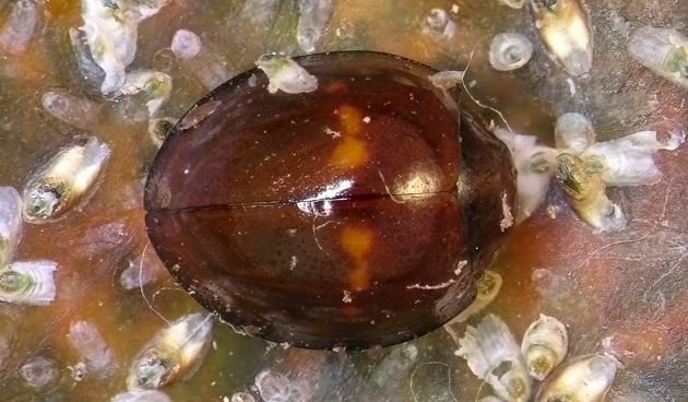 Признаки появления щитовки на комнатных растениях