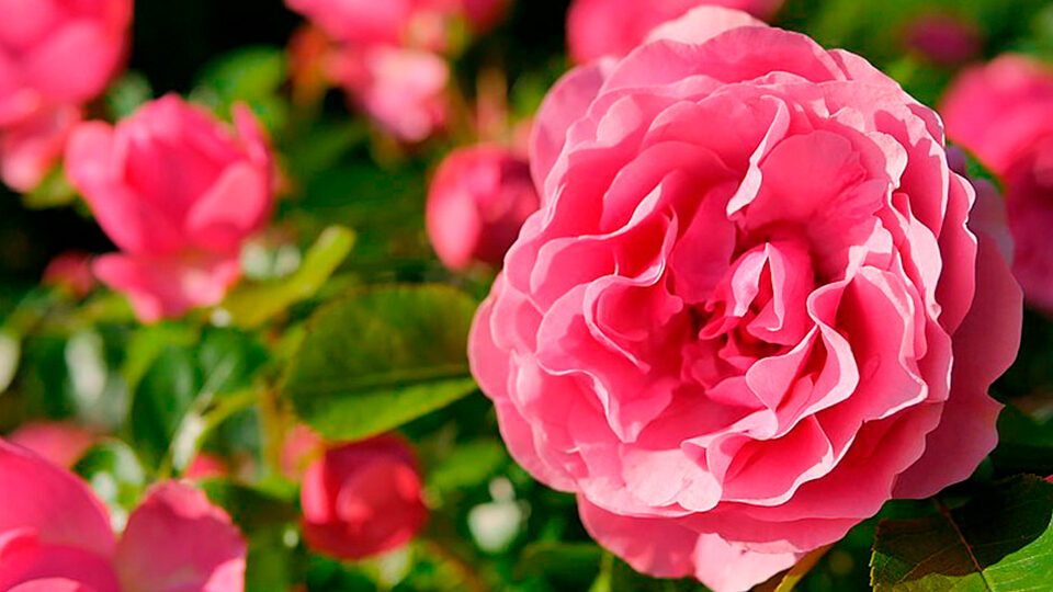 Роза Леонардо да Винчи