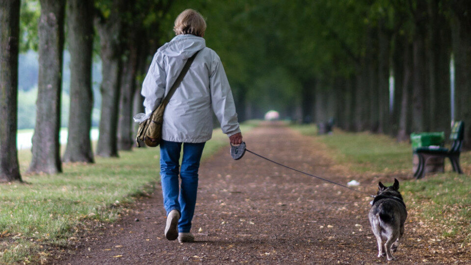 Правила выгула собак