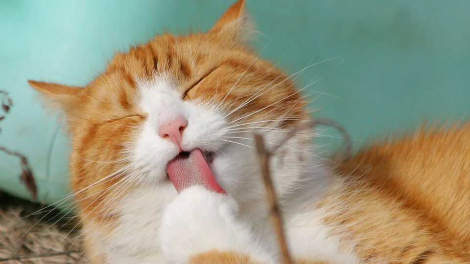 Новомодные услуги для животных: нужны ли они питомцам