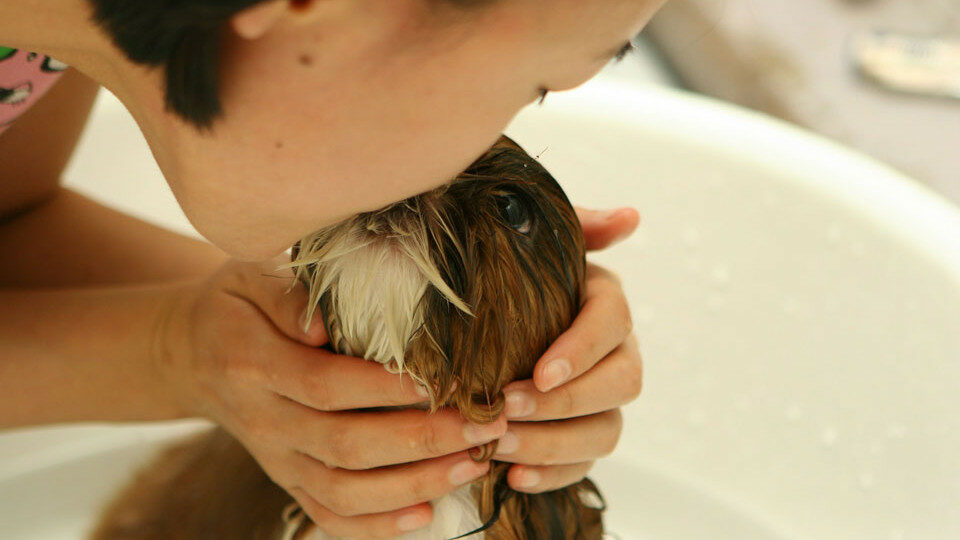 Купание собак