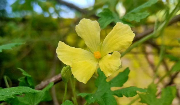 Уход за момордикой в домашних условиях