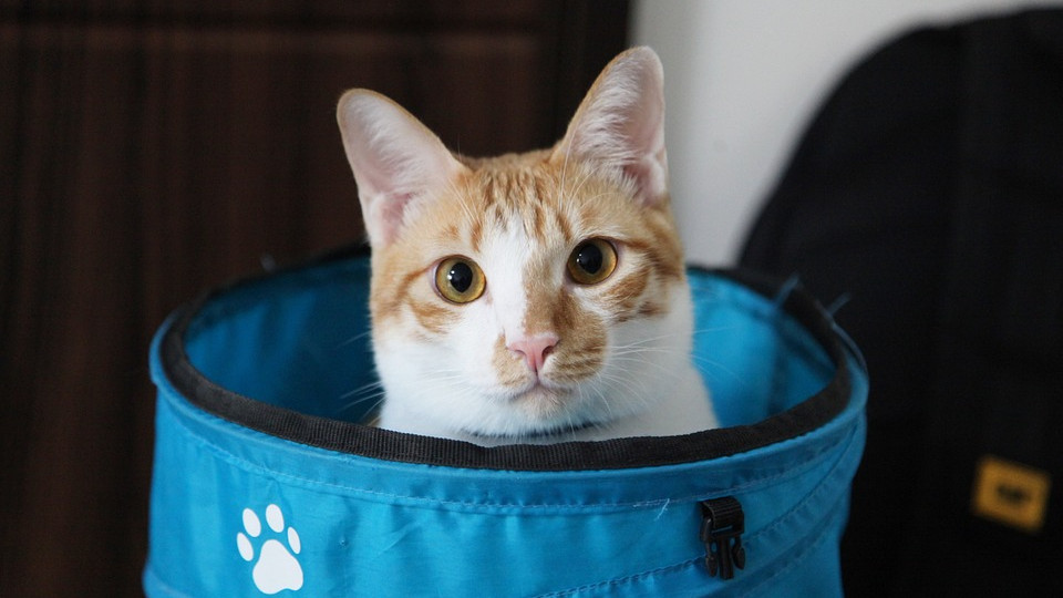 Аксессуары для кошек и котов