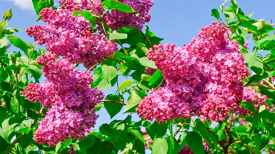 Сирень Красная Москва