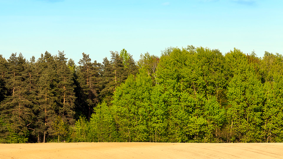 В России создали нейросеть для отслеживания изменений в лесной экосистеме