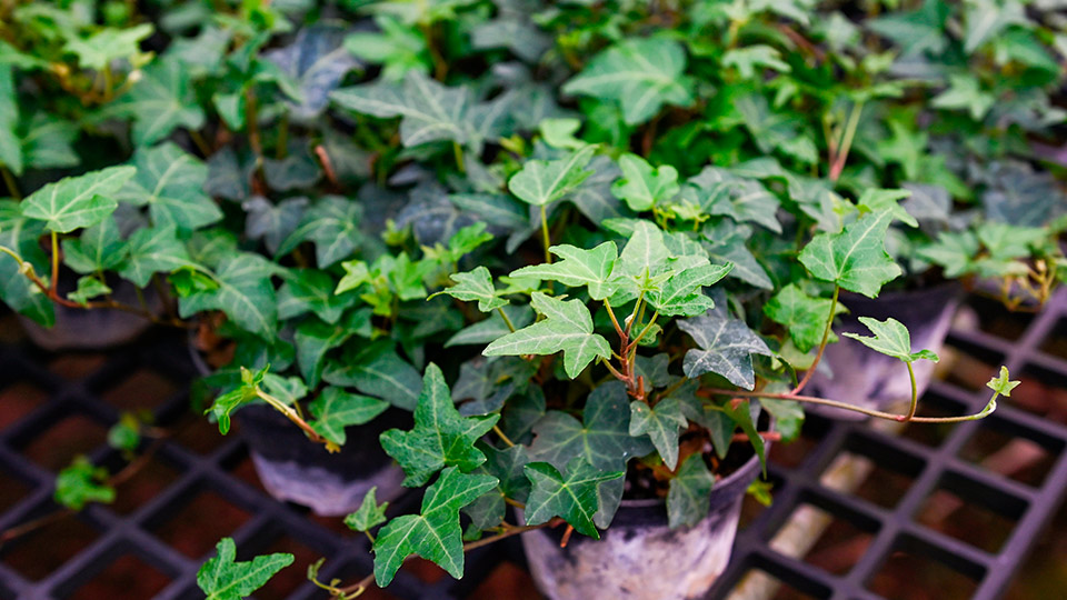 Плющ комнатный