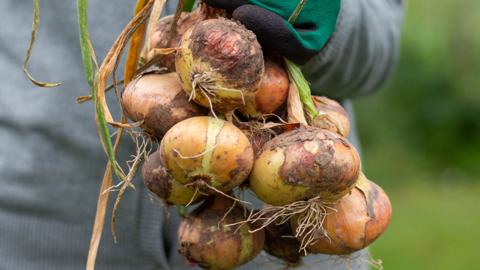 Лук Штуттгартер ризен