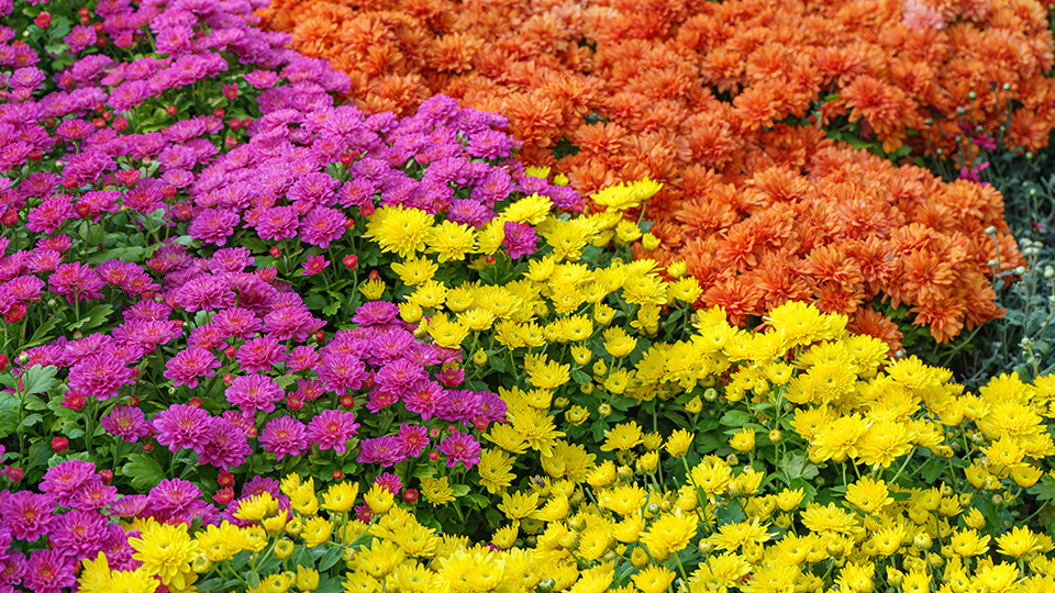 Хризантема кустовая