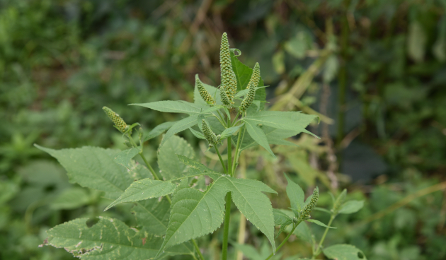 Виды амброзии с описанием и фото