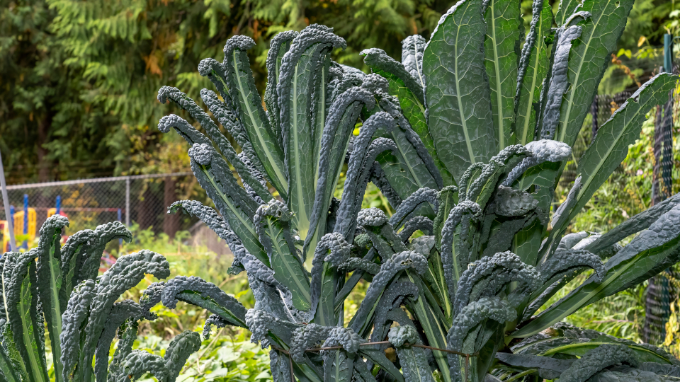 Капуста кале