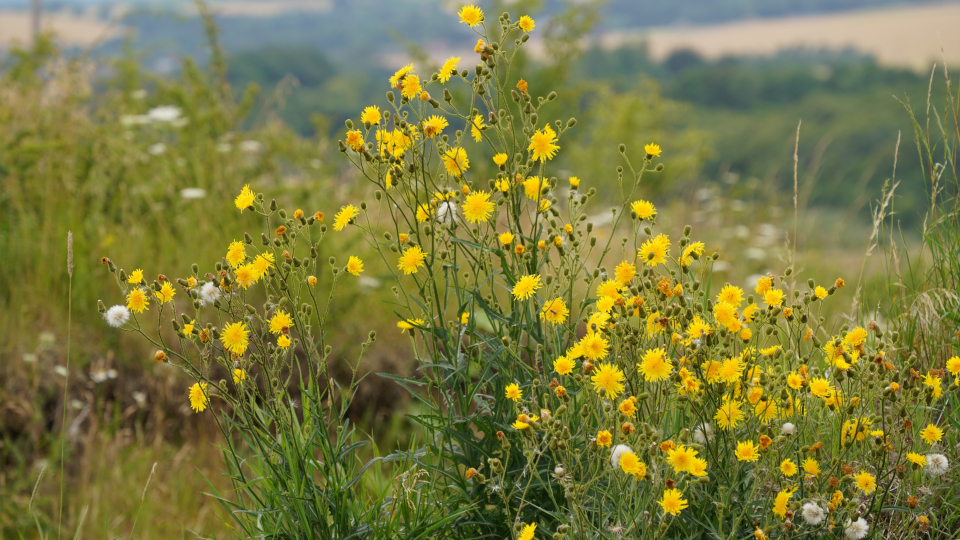 Осот полевой