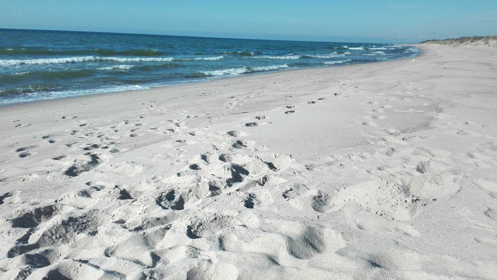 куршская коса