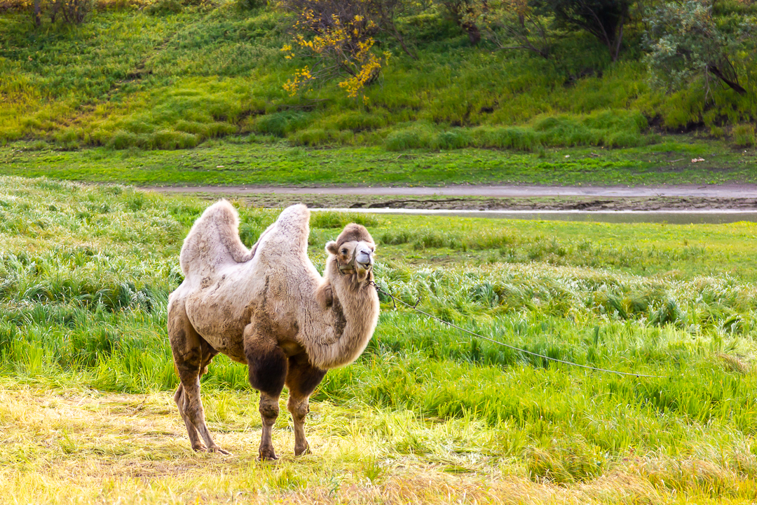 верблюд