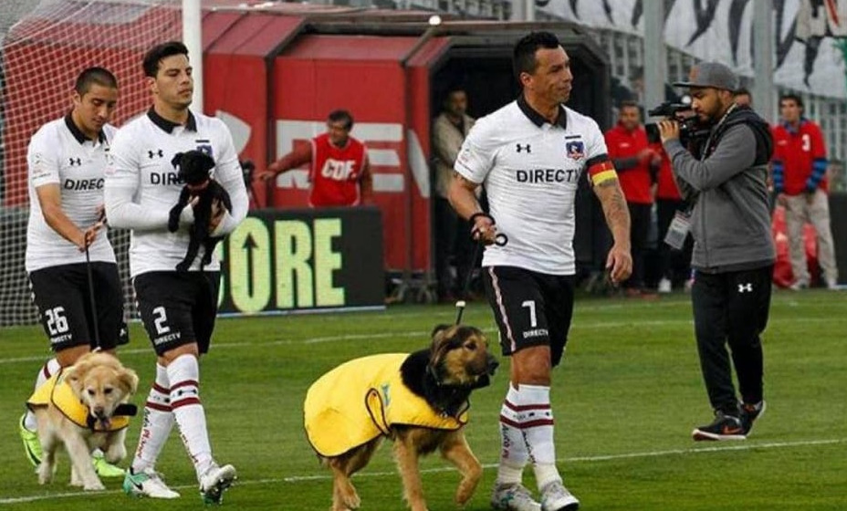 Футболисты чемпионата Румынии будут выходить на игры с бездомными собаками, чтобы найти им кров. На фотографии игроки чилийского клуба «Коло-Коло». Фото:  Telegram