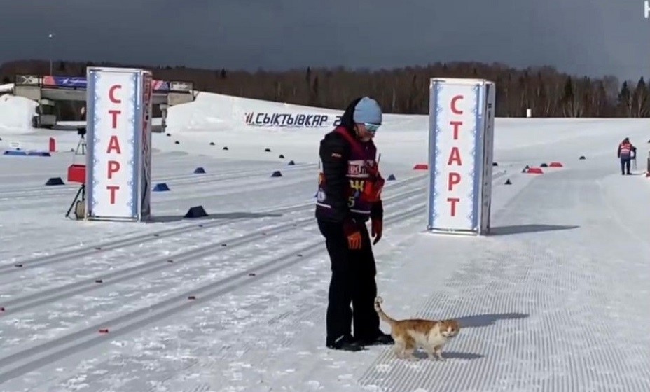Кот оценил уровень трассы в Сыктывкаре. Фото: Сообщество «На лыжи» 