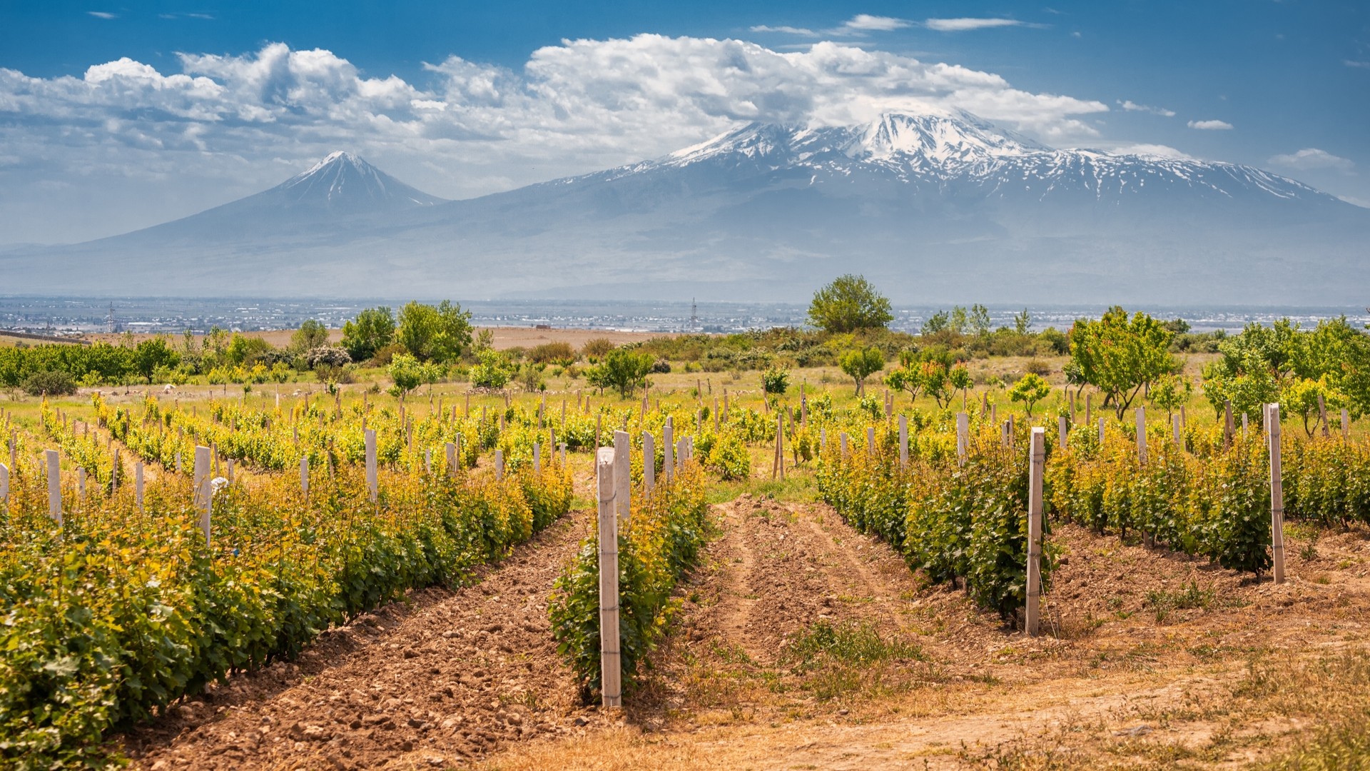 Ряды виноградников на фоне величественной горы Арарат.