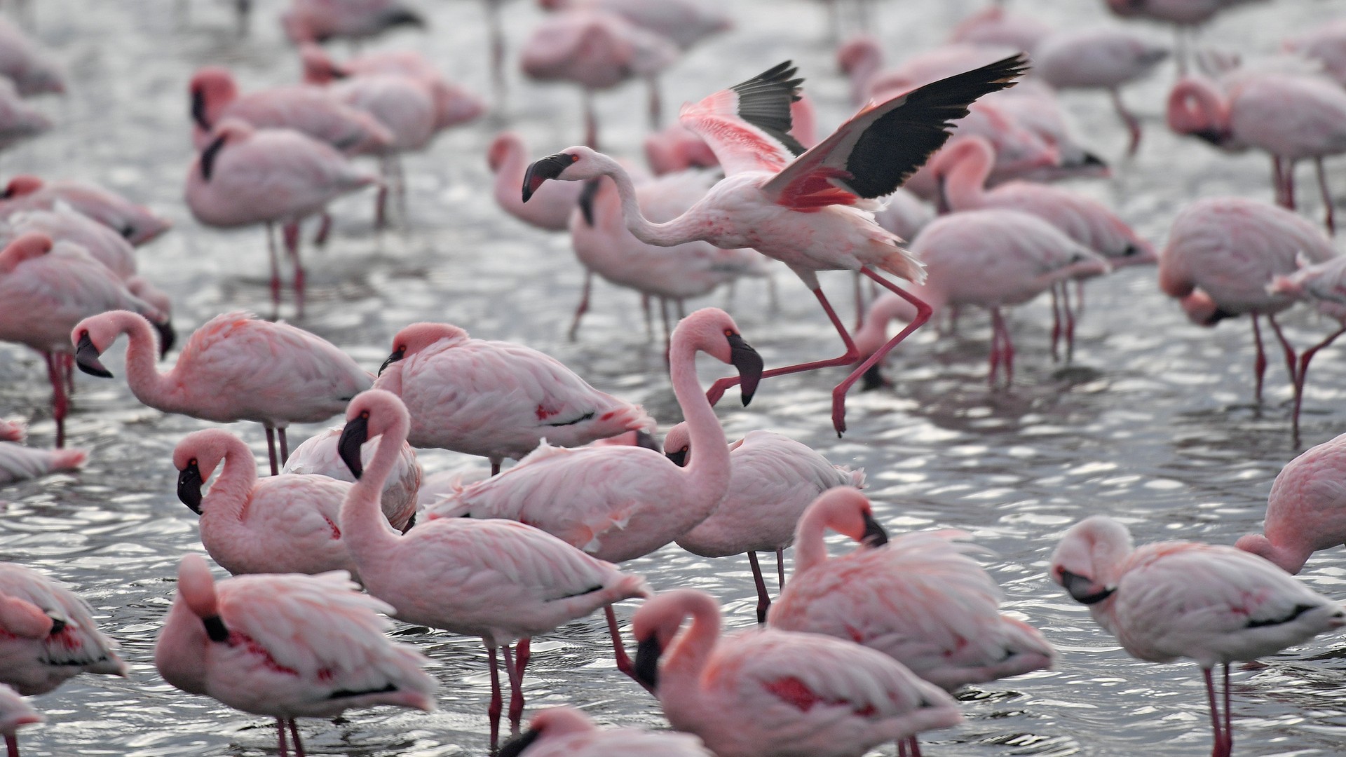 Фламинго в Уолфиш-Бей.