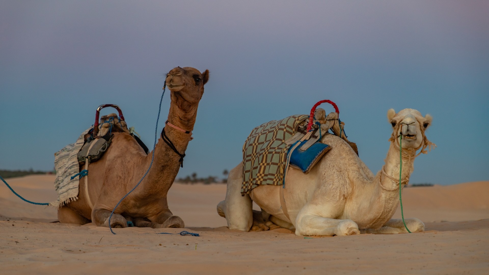 Верблюды в пустыне недалеко от Дуза, Тунис на закате.